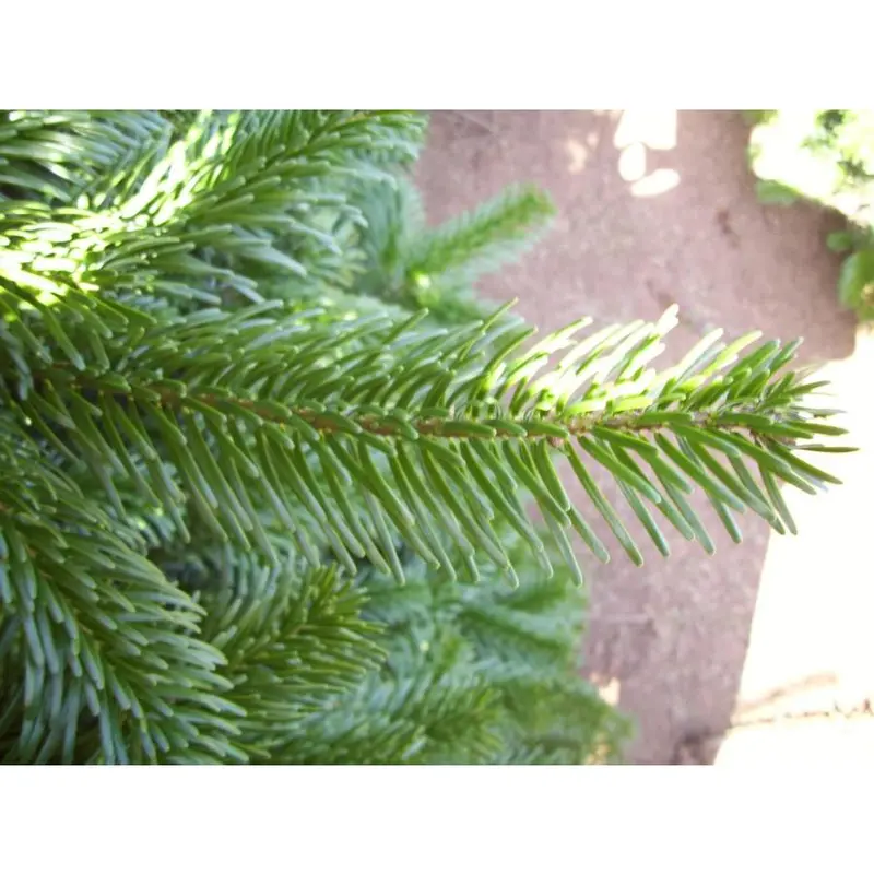 9-10-ft Noble Fir Real Christmas Tree