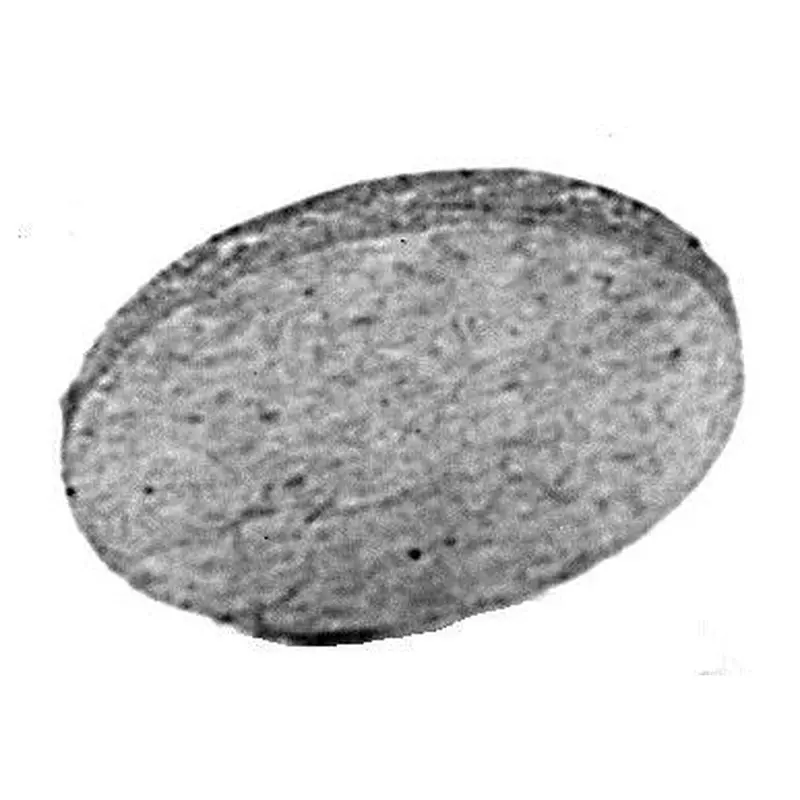 C.S. Osborne #45 Cardboard Wad 50Gr